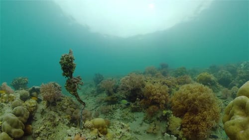 Coral Reef and Tropical Fish Philippines