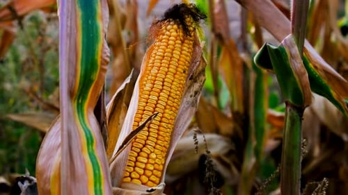 The Corn is Ripe in the Field Selective Focus