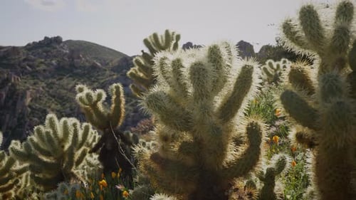 Ursinho de pelúcia, cactos cholla e flores silvestres de papoula da Califórnia florescendo na primavera de um deserto rochoso