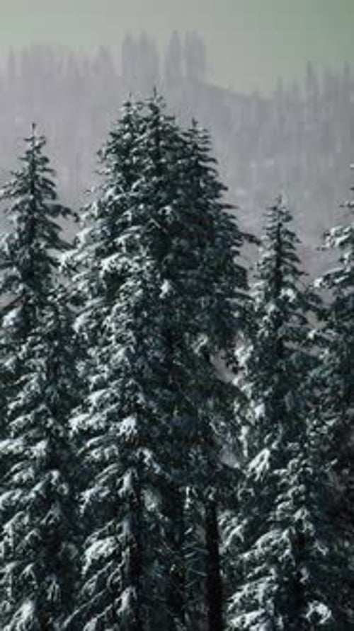 Winter Landscape in Semenic Mountains