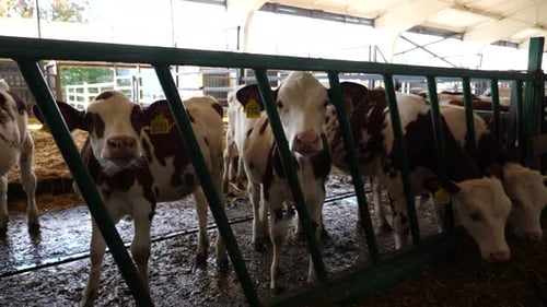 Row of Curious Little Cows Look Into Camera on Dairy Farm Beautiful Small Calves Waiting for a
