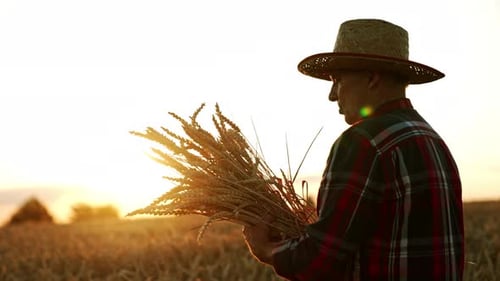 Farmer Examining Wheat at Sunset in Golden Field