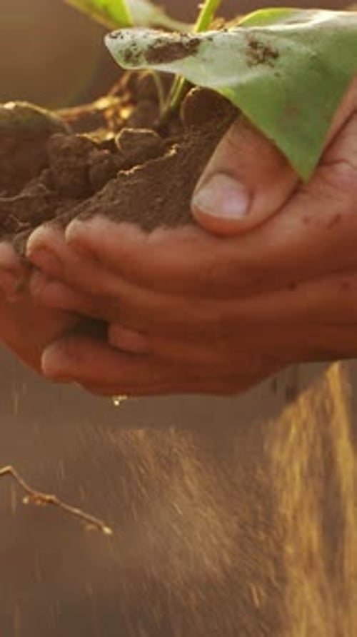 Gardener Planting a Seedling Into Rich Soil During Golden Hour Outdoors