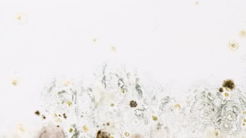Close-Up Footage of Moldy Surface
