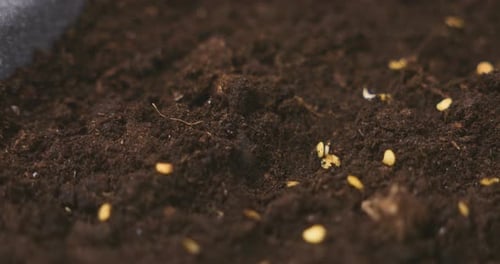 Hand Planting Seeds in Soil Close Up