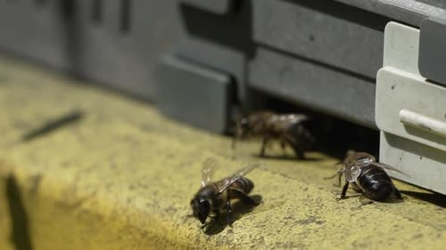Bees Pollen Hive Closeup View of Bees with Colorful Pollen on Legs Near Beehive Entrance 240 Fps