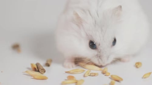 Adorable White Hamster Eating Grains Close Up