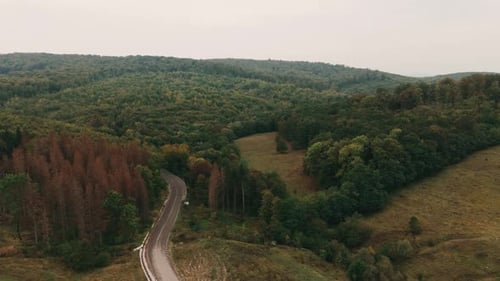 Enjoy the Serene Aerial View of a Winding Road That Cuts Through a Lush Green Landscape
