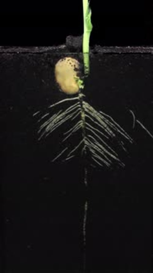 Bean Sprout Germination Time Lapse on Black Background