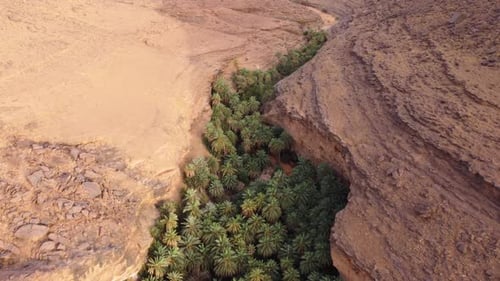 Oasis of palm trees growing in desert canyon at Terjit, Mauritainia. Aerial