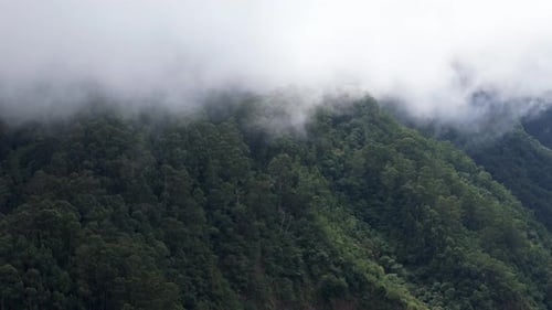 Aerial View Of Lush Forest In Madeira Island Covered With Clouds