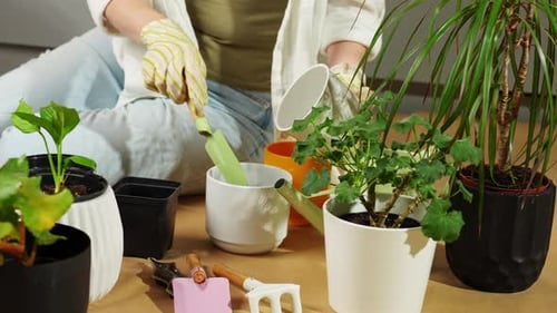 Person Repotting Seedlings and Indoor Potted Plants