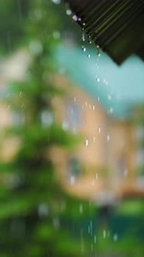 Des gouttelettes de pluie tombent des feuilles par une belle journée près d'un jardin de quartier tranquille
