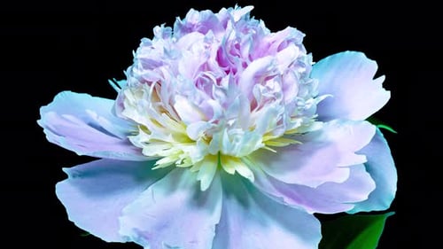 Green Blue Peony Open Flower in Time Lapse on a Leaves and Black Background with Alpha Matte Channel