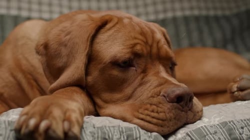 Dog Relaxing on Couch Indoors Close-Up