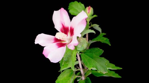 Time Lapse of a Pink Hibiscus Flower Blooming