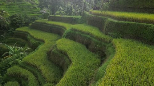 Rice Terrace 24