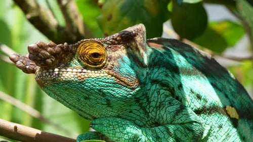 Majestueux caméléon de Parson (Calumma parsonii) perché sur une branche, Madagascar.