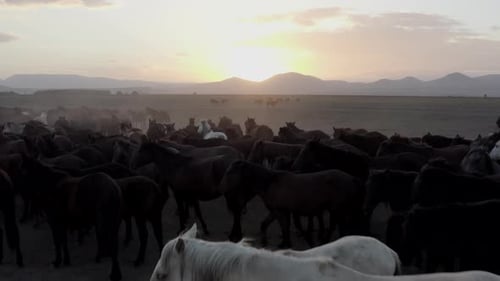 Horses Roaming in Rural Field at Sunset