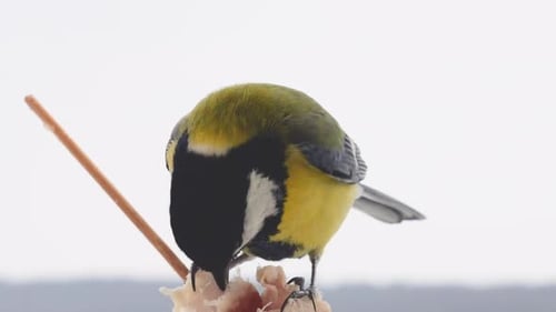 Great tit eats a piece of bacon and salo against the backdrop of a winter landscape.
