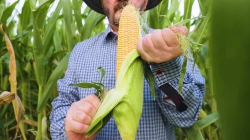 Farmer Harvesting Corn in Field During Sunny Day