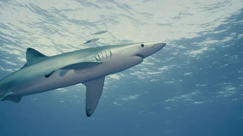 Shark Swimming Underwater with Small Fish