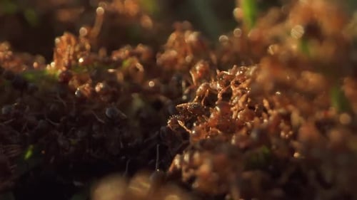 Many Small Ants on the Lawn