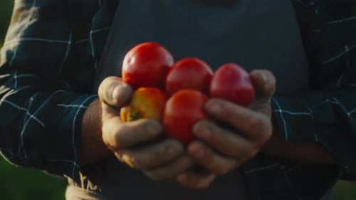 Male hands holding ready harvest of ripe red tomatoes outdoors man holding harvested tomatoes