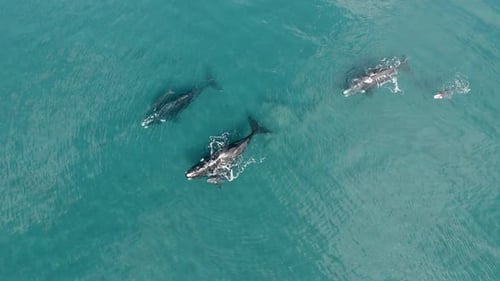 Trois mères de baleines et leurs bébés nagent paisiblement - Vue aérienne Birdeye