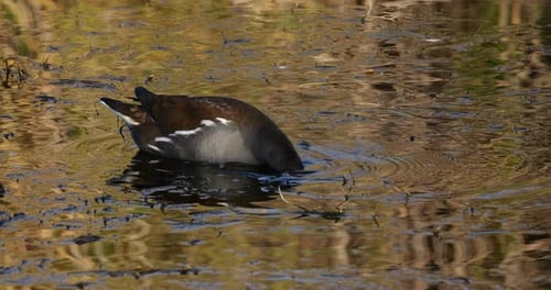 Common moorhen ((Gallinula chloropus), the Camargue, France