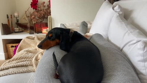 Dachshund Dog Napping on Person's Lap Indoors