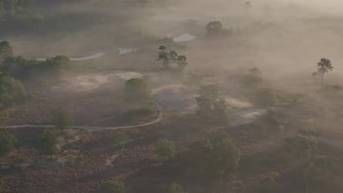 Aerial view of misty heather and foggy forest at sunrise, Netherlands.