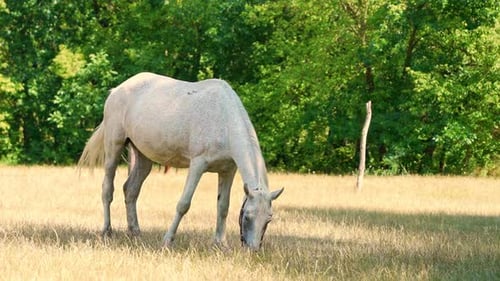 White Horse Grazing in a Sunny Green Meadow