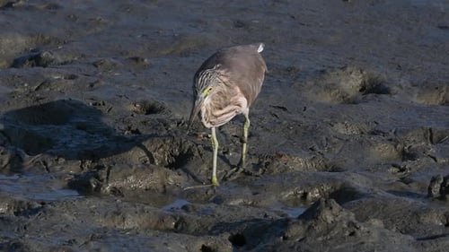 One of the Pond Herons found in Thailand which display different plumages according to season; readi