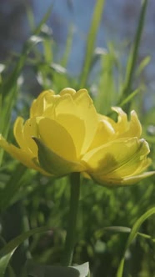 yellow Globeflower, Trollius europaeus in green grasss, camera moves around flower
