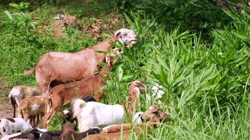 A herd of goats standing on top of a lush green field