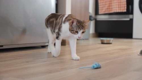 Playful Tabby Cat with Toy Mouse Indoors