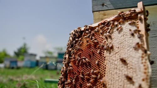 Honeybees Swarming a Honeycomb Frame in Beehive