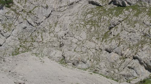 Les chamois marchent, paissent et grimpent en haut des montagnes. (4K)