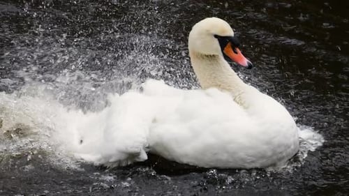 The white swan bathes, washes and cleans its wings and feathers in the water of the pond. Slow