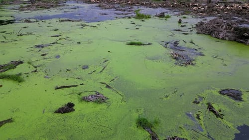 Vue aérienne d'une plante verte flottante sur l'eau