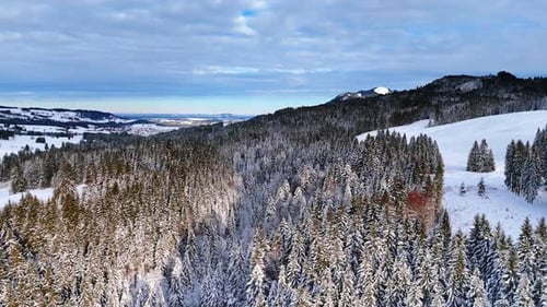 Snow-covered pine tree woods growing on the mountain slope.