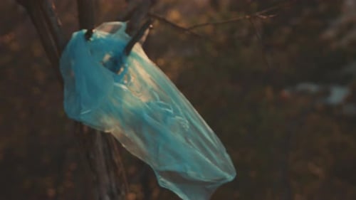 Bolsa de plástico: el plástico transparente enredado atrapado en las ramas de los árboles, la brisa hace que la bolsa de plástico se rompa al atardecer