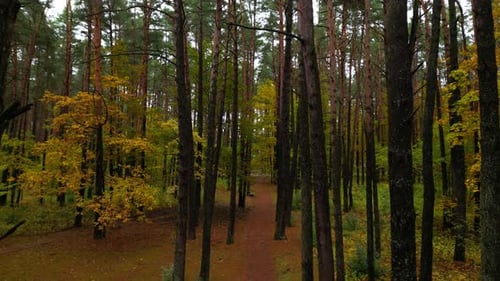 Idyllischer Weg durch schönen Herbstwald mit gelben und grünen Blättern