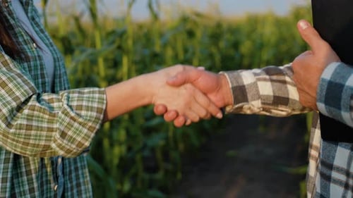 Farmers Shake Hands in Green Cornfield