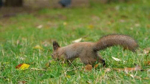 Squirrel Looks for Food in Green Grass of Lawn in Park