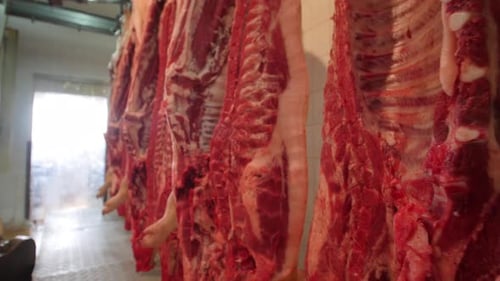 Raw Pork Carcasses Hanging in Cold Storage