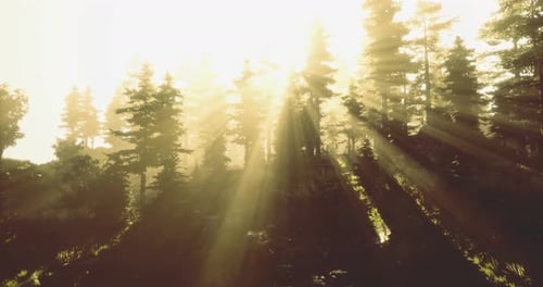 Golden Sunlight Filters Through Dense Forest Trees at Dawn
