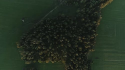 Dense Coniferous Treetops Surrounded By Meadow Landscape. - Aerial Ascending Shot