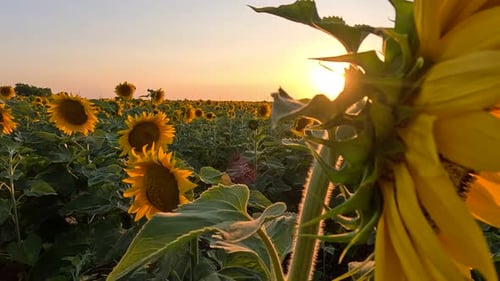 Scenic Sunflower Field at Golden Sunset
